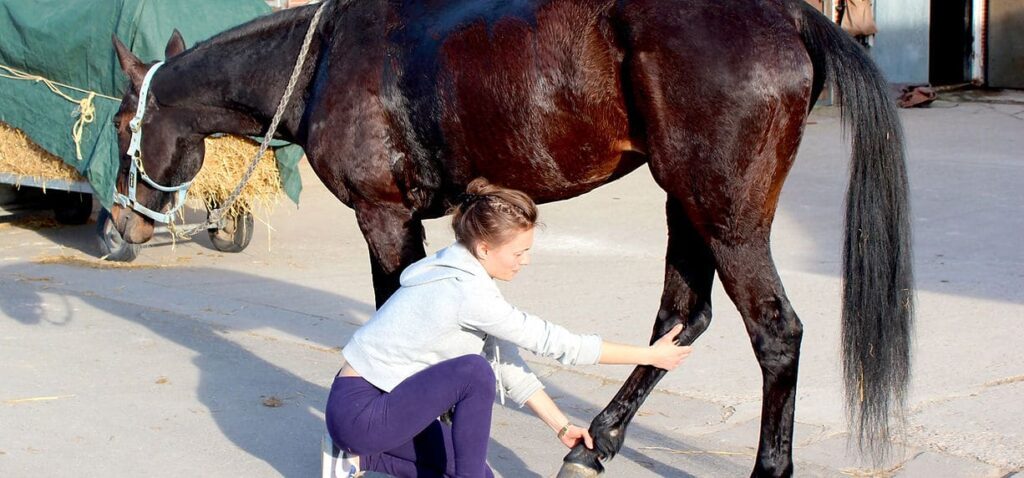 Lea MONTERO - Massage Equin Canin