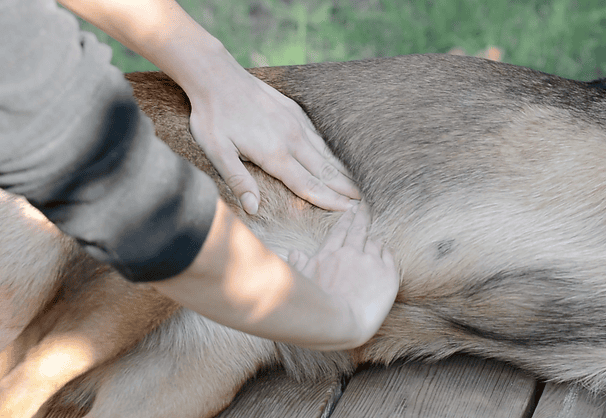 Lea MONTERO - Massage Equin Canin_03