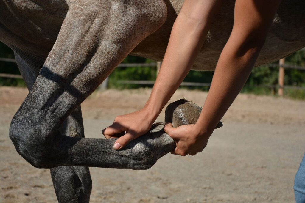 Lea MONTERO - Massage Equin Canin_24
