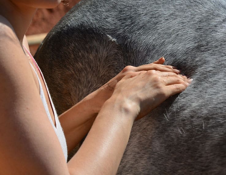 Lea MONTERO - Massage Equin Canin_29