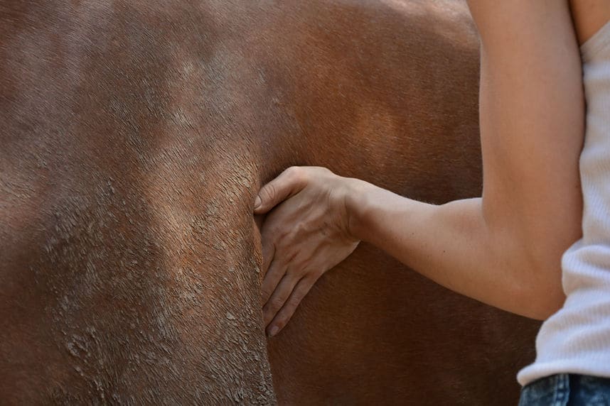 Lea MONTERO - Massage Equin Canin_31